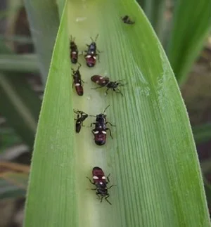 Black bug in sugarcane